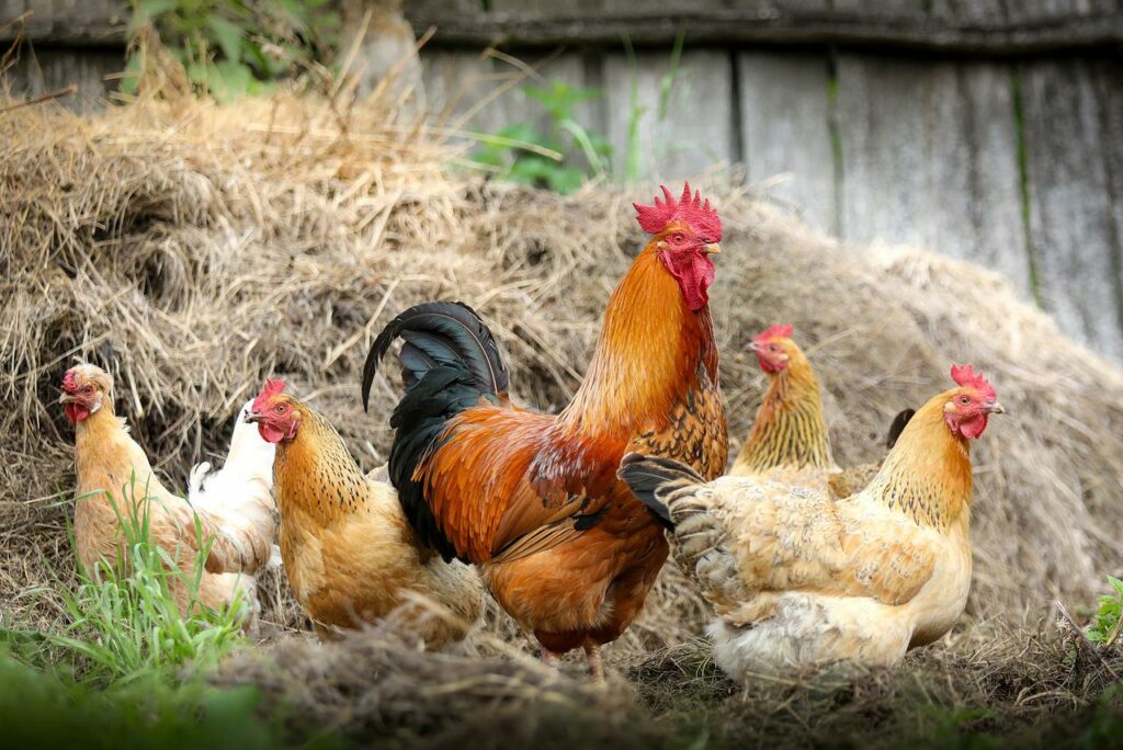Hühner schauen in die Kamera Welcher Zaun für Hühner
