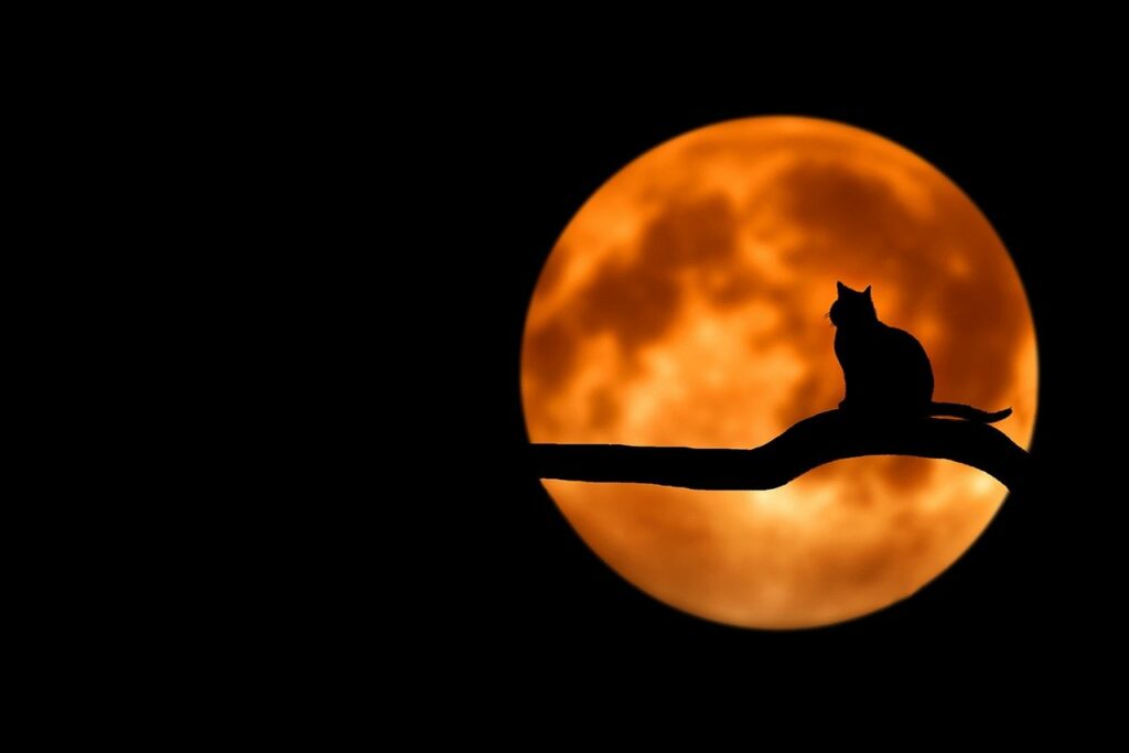 Katze sitzt nachts auf Baum roter Mond Meine Katze wurde geklaut wie reagiere ich