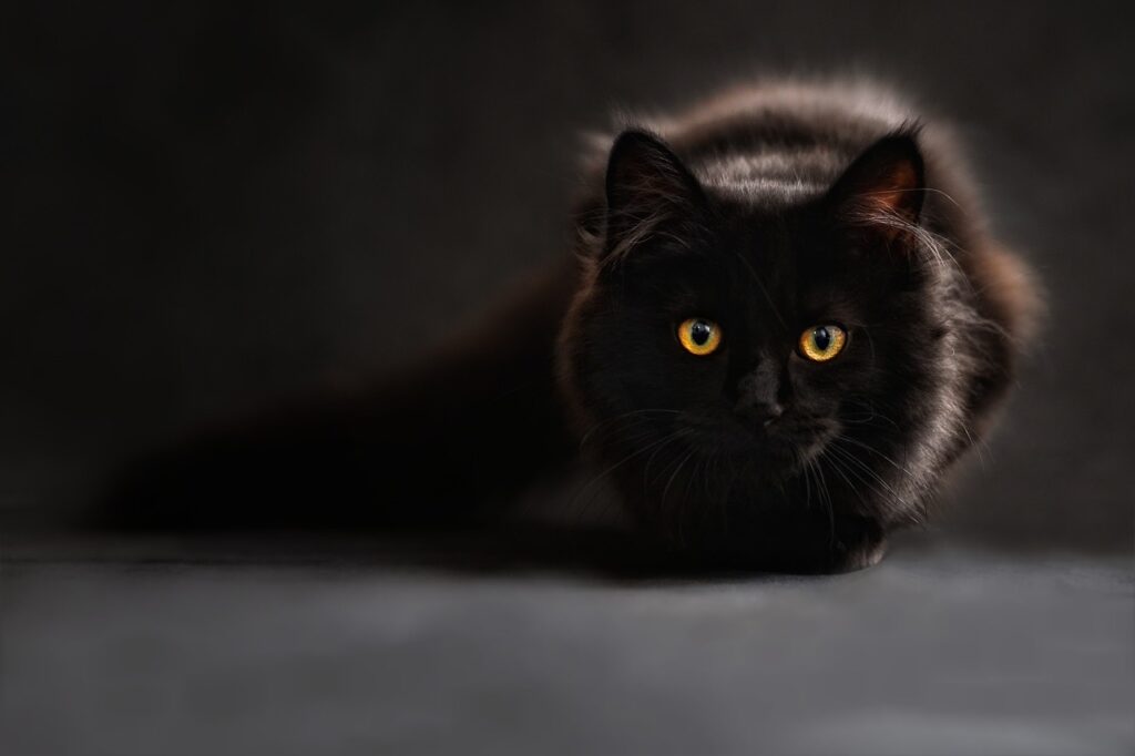Katze dunkel Schönheit Katze vor Diebstahl schützen Sichern Sie Miau