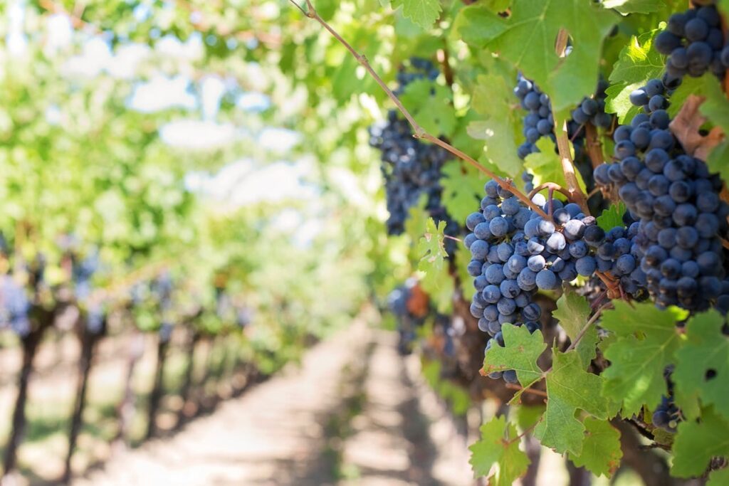 Wein Rebe Anbau Entdecken Sie die üppigen Weinberge von Limburg Ein Rückzugsort für Weinliebhaber
